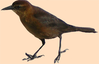 Female Boat Tail Grackle at Alligator Alley Rest Area, Florida