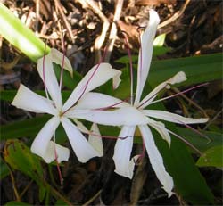 White Flower on Seminole Reservation.