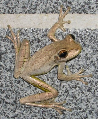 This frog lived in the men's room at the Long Pine Campground.
