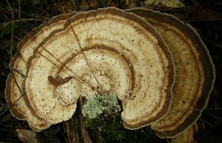 Shelf Fungus