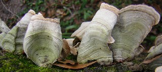 Shelf Fungus