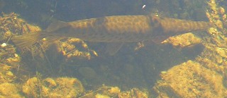 Florida Gar, Everglades