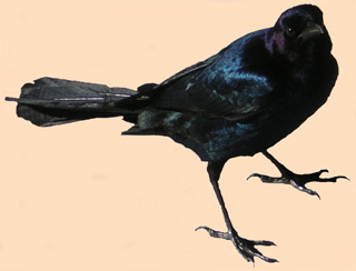 Male Boat Tail Grackle at Alligator Alley Rest Area, Florida