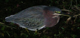 Green Heron at Anhinga Trail, Everglades, Florida