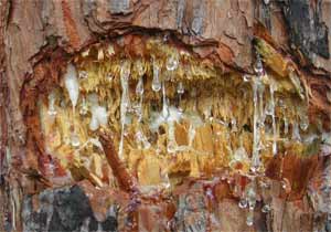 Sap drips in wound in pine tree.