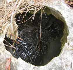 Solution Hole in Limestone Bedrock on Florida Trail.
