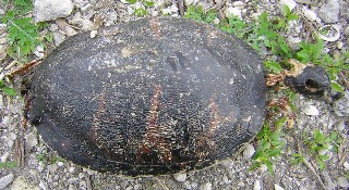 Dead turtle on the shore of Lake Okeechobee, Florida.