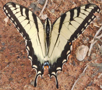 Eastern Tiger Swallowtail Butterfly drinking from mud, Rottenwood Creek, Marietta, Georgia