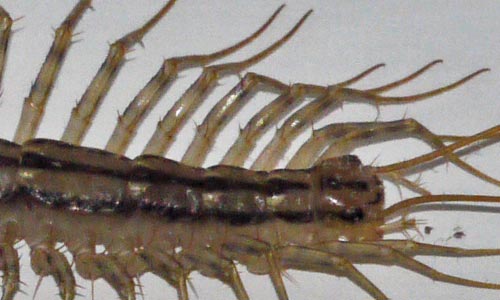 House Centipede, Marietta, Georgia