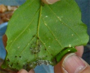 Oak Leaf Roller, Alabama