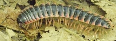 Red-sided Flat Millipede, Leeds, Alabama