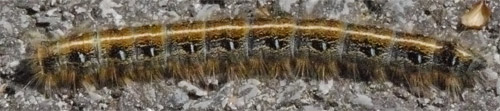 Tent Caterpillar, Alabama