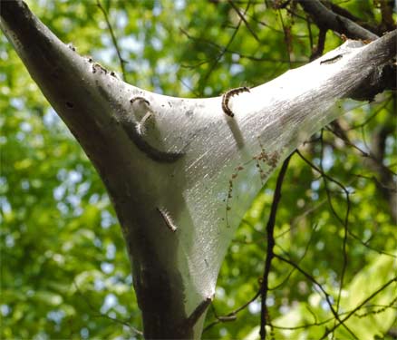 Tent Caterpillar Tent, Marietta, Georgia