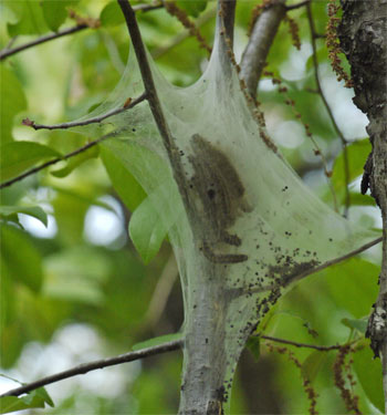 Tent Caterpillar Tent, Note Nested Tents, Marietta, Georgia