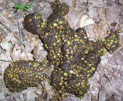 Bear Turd with berry seeds, California