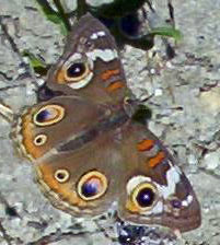 Common Buckeye Butterfly Junonia coenia, Oregon