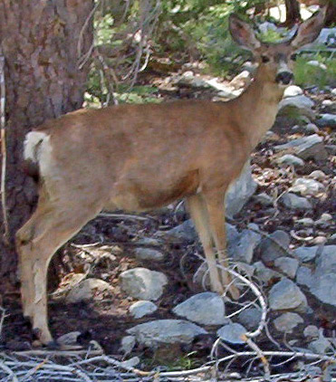 Mule Doe and her Fawn, at the bottom of the picture, to the right.