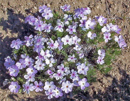 Spreading Phlox