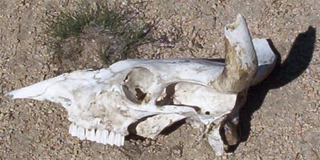 Steer Skull