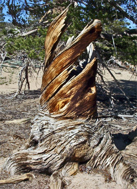 Twisted Tree