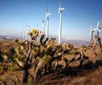 Joshua Trees and Windmills dominated the view near Mojave.