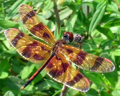 A Male Halloween Pennant (Celithemis eponina) Dragon Fly at Shark Valley. Everglades, Florida