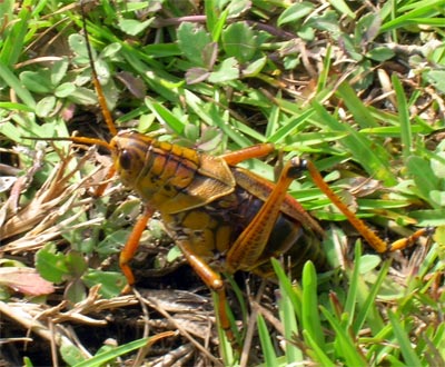 grasshopper bedore shark valley southeastern romalea microptera lubber dan