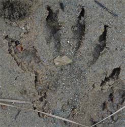 Beaver Front Print, Rottenwood Creek, Marietta, Georgia