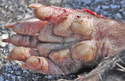 Virginia Opossum Front Paw, Marietta,Georgia