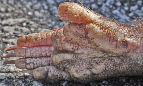 Virginia Opossum Rear Paw, Marietta,Georgia