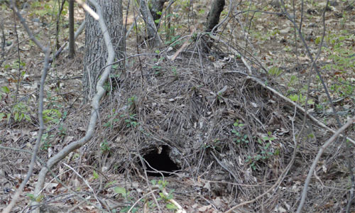 Pack Rat Nest? Built into a rotten tipped stump pile, the tunnel continues deep into the ground. No scat, runs, tracks, etcetera, so the den is not presently occupied. Marietta, Georgia
