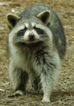 Raccoon, Marietta, Georgia