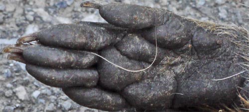 Raccoon Front Paw, Georgia