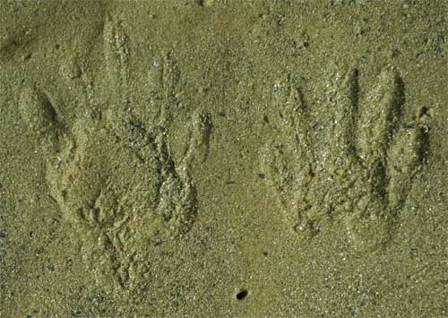 Raccoon Print, Chatahoochie River, Marietta, Georgia