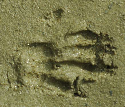 Raccoon Print, Chatahoochie River, Marietta, Georgia