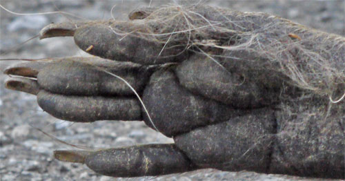 Raccoon Rear Paw, Georgia