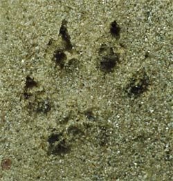 Otter Track, Rottenwood Creek, Marietta, Georgia