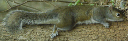 Tree Squirrel walking down tree, Marietta, Georgia