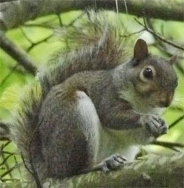 Tree Squirrel in tree, Smyrna, Georgia