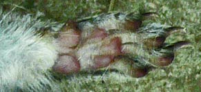 Tree Squirrel Front Left Paw, Marietta, Georgia