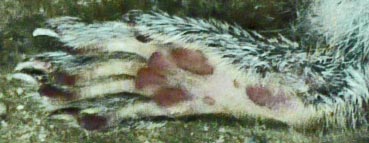 Tree Squirrel Rear Right Paw, Marietta, Georgia