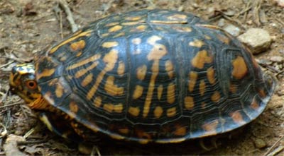 A Box Turtle, commonly seen in Georgia after rains, at East Palisades