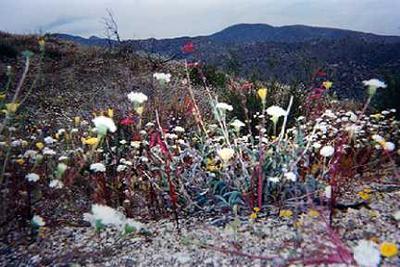 Wildflowers