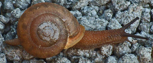 Front of Snail, Marietta, Georgia