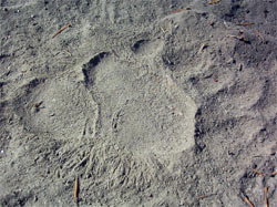 Bear Foot Print along Bridge Creek, Stehekin, Washington