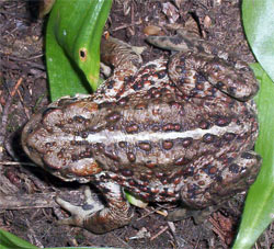 Toad, Washington