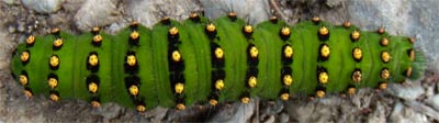 Caterpillar