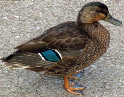 Duck