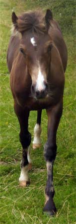 This friendly horse walked over for some petting, then followed me across a field with his nose often nudging me and my pack.