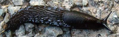 These Black Slugs were everywhere along the trail.